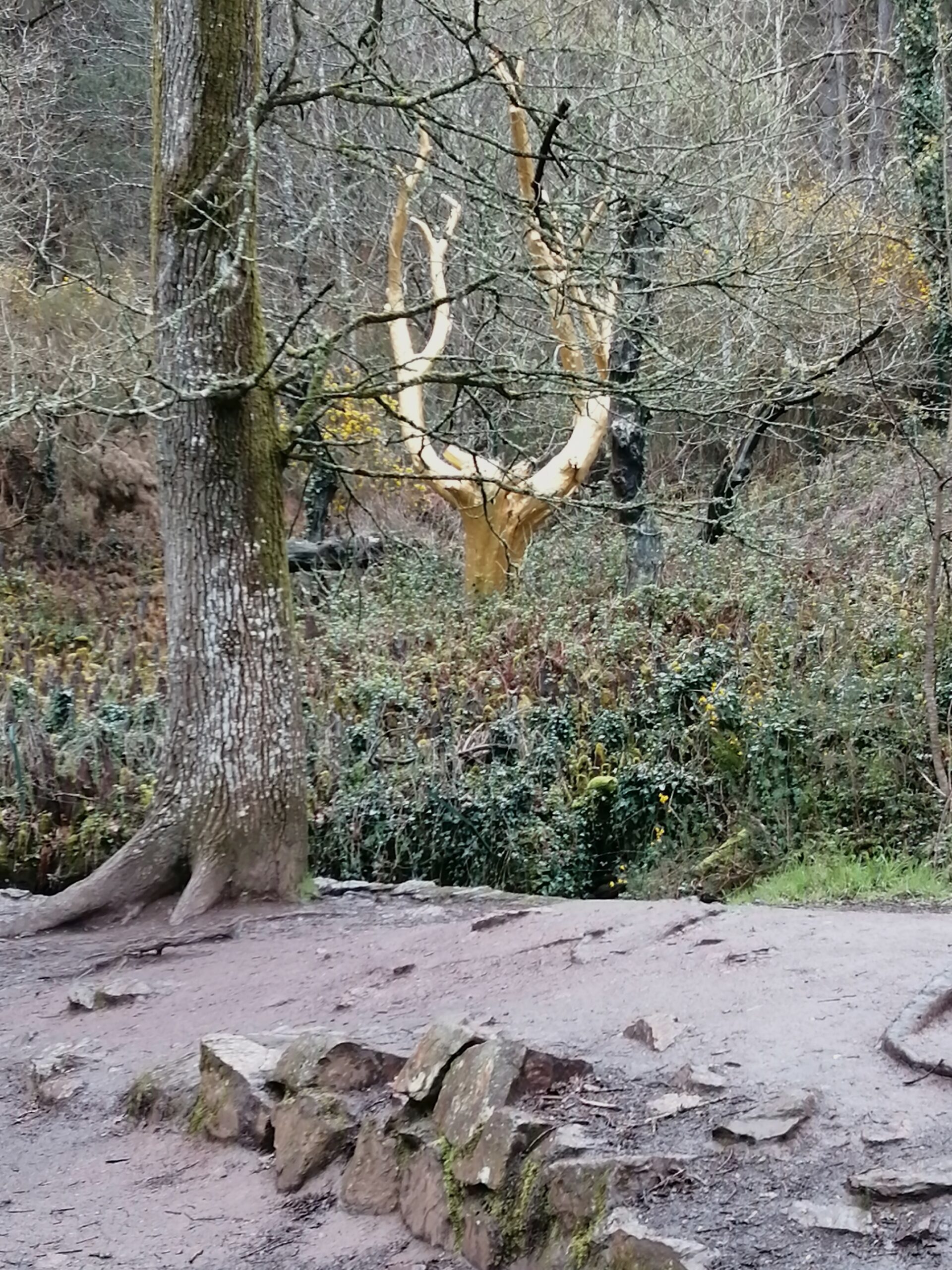 L'arbre d'or