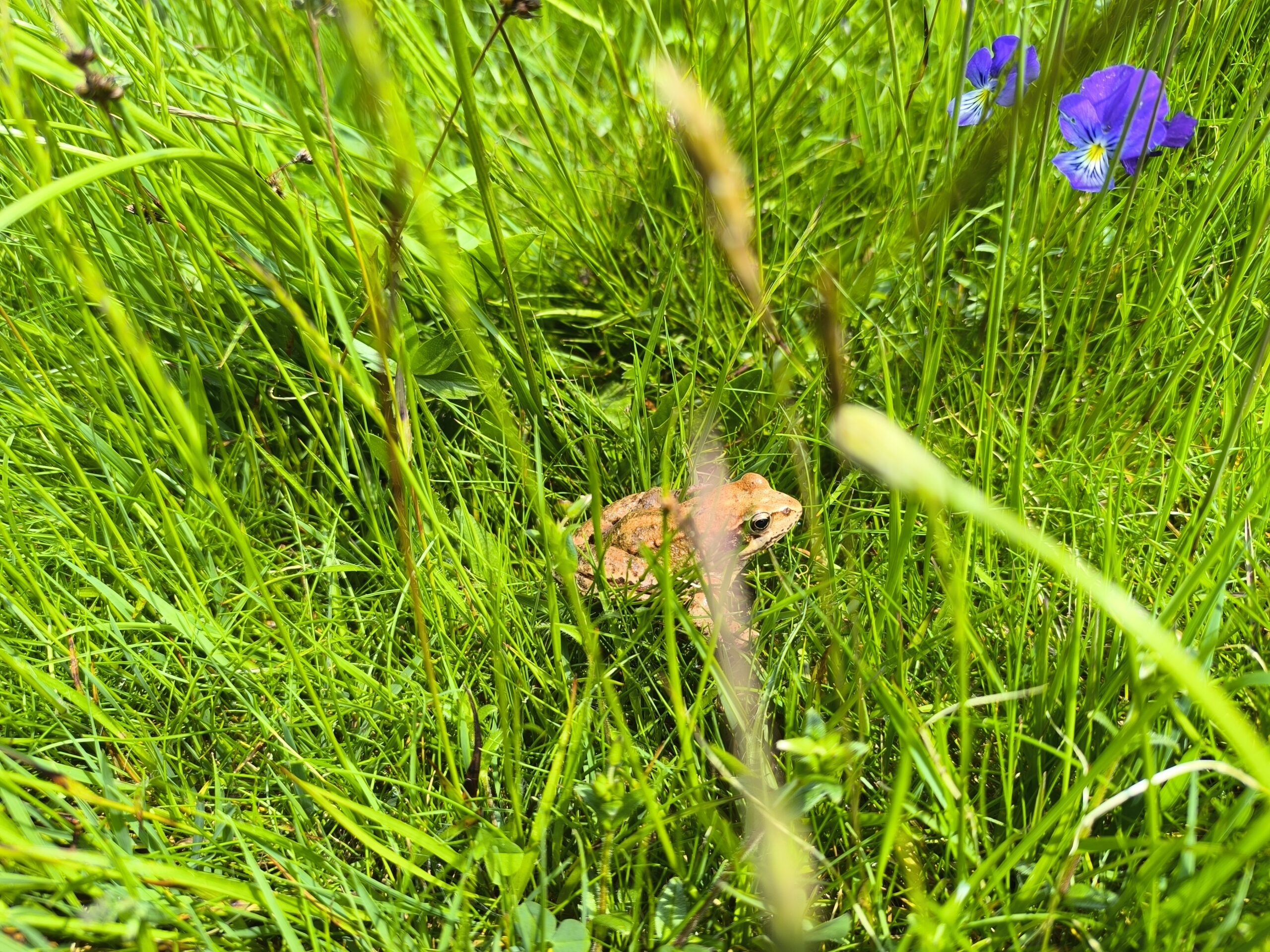 Grenouille rousse