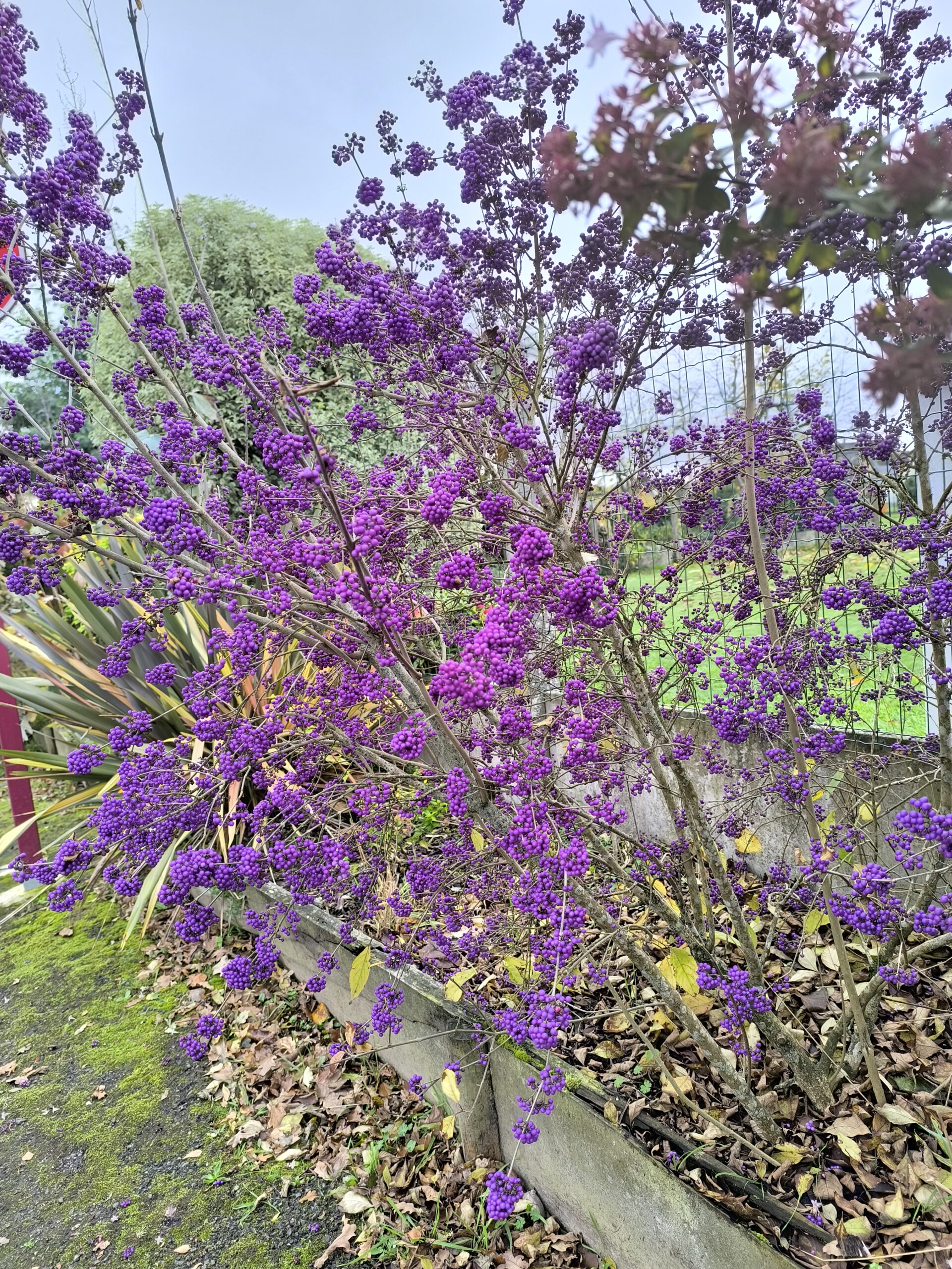 Callicarpe de Bodinier