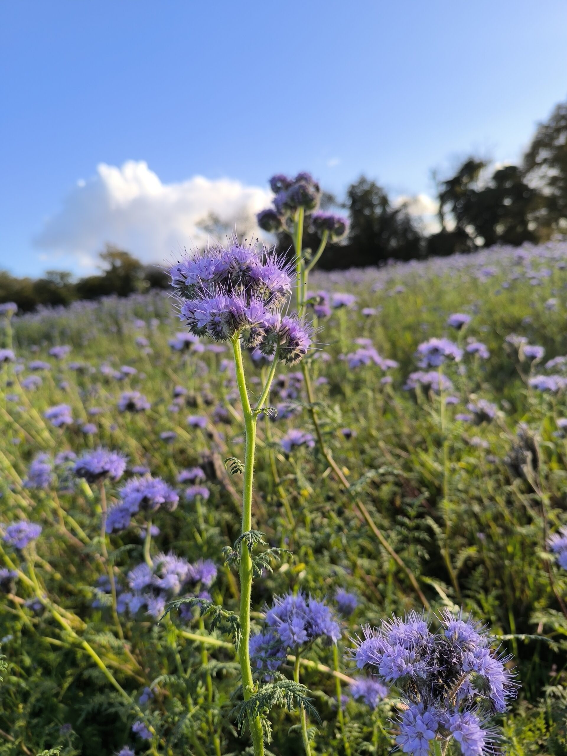 Phacélie