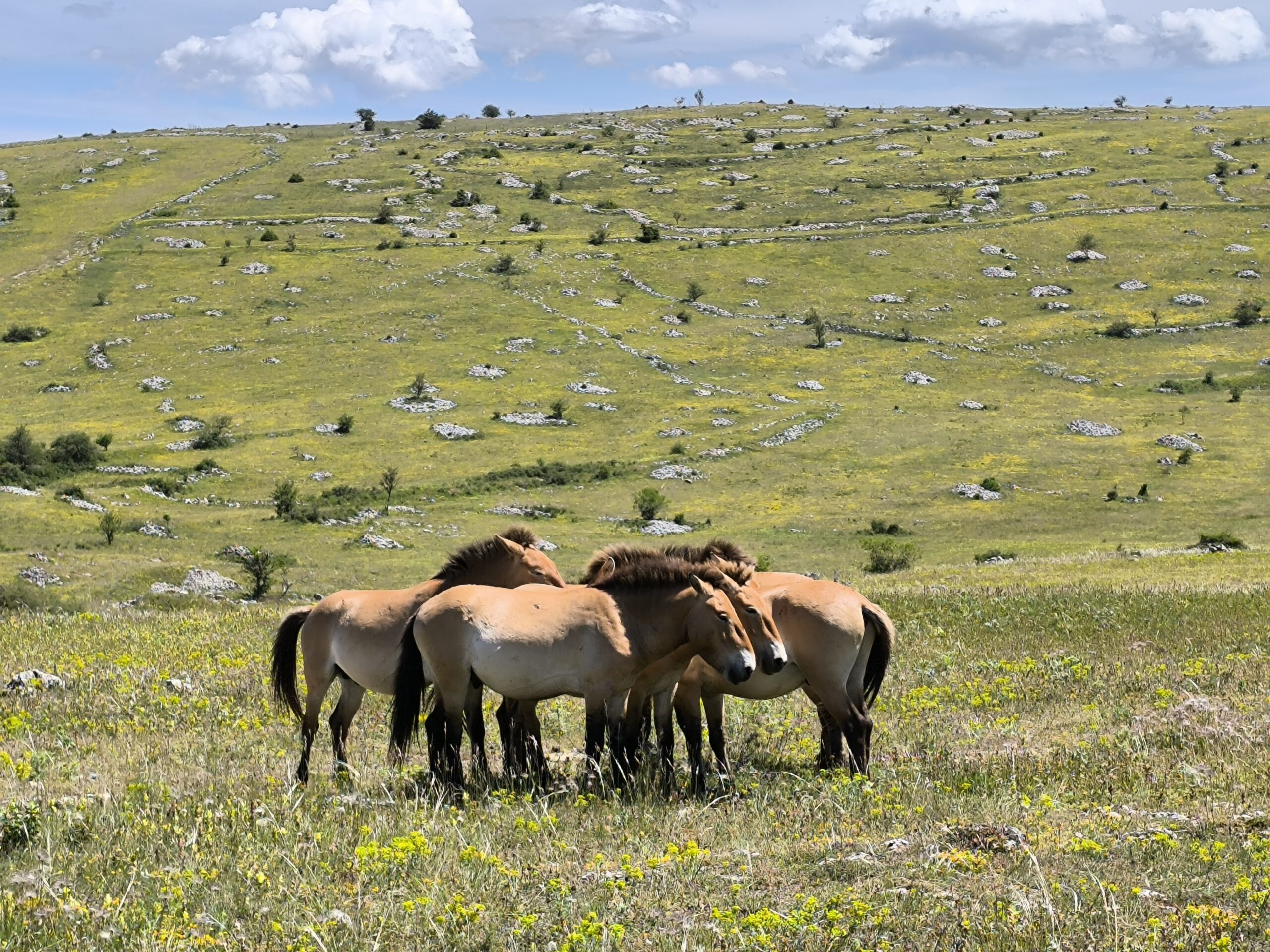 Chevaux de Przewalski