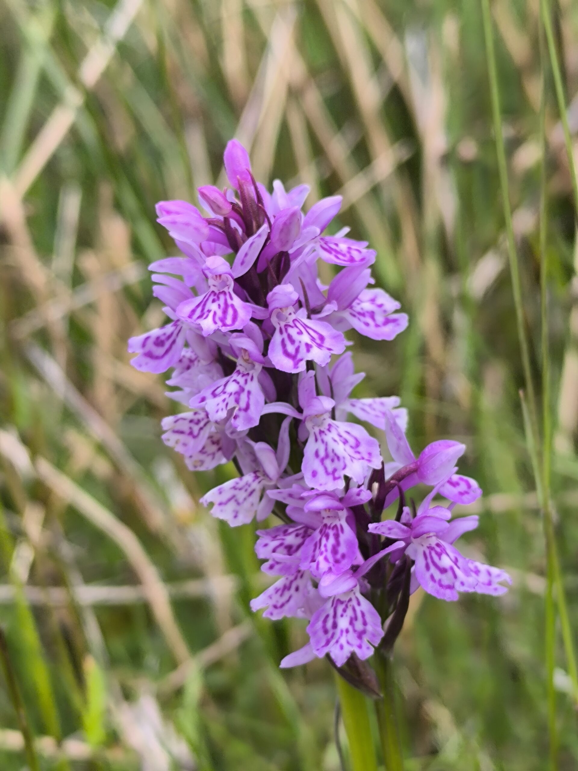 Orchis tacheté